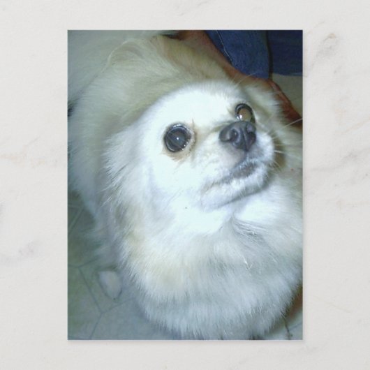誰だ？ポメラニア犬子犬 ポストカード (正面)