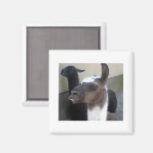 誰だ？Zoo Llamaの画像 マグネット (正面/裏面)