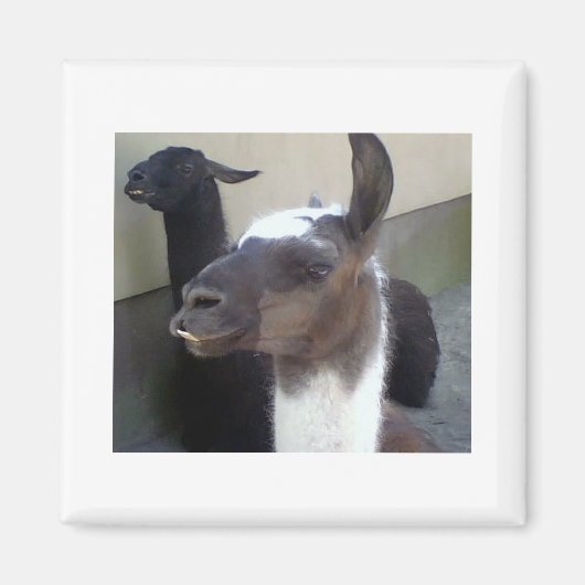 誰だ？Zoo Llamaの画像 マグネット (正面)