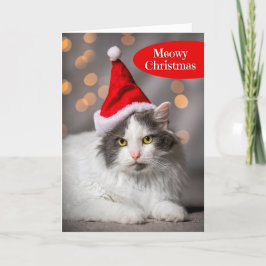 誰にでもキュートな猫のサンタでメowyクリスマス シーズンカード