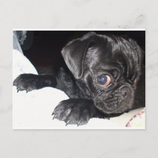 誰を見てるの？ ポストカード