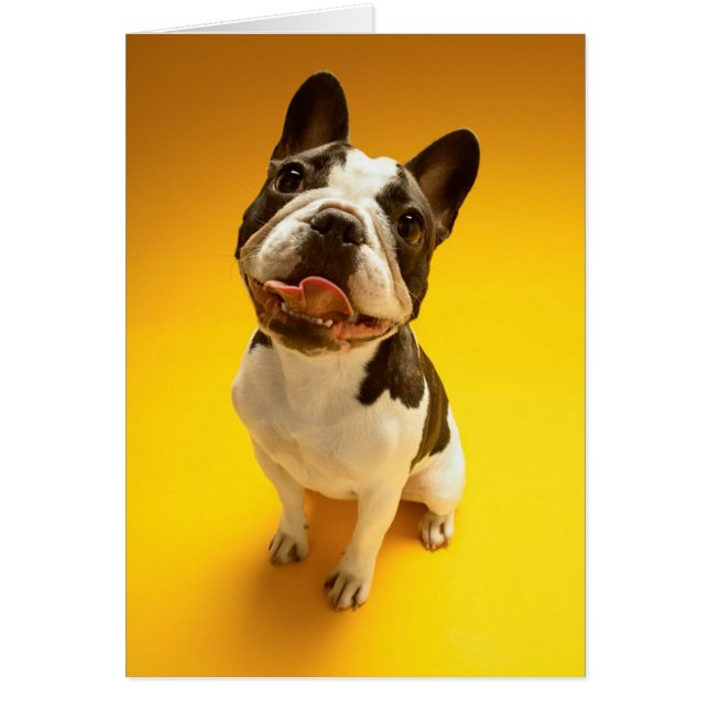 調べているフレンチ・ブルドッグ (正面)