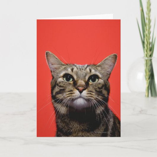 調べている日本のな猫 カード (正面)