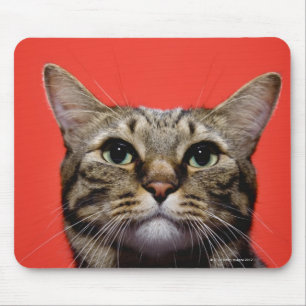 調べている日本のな猫 マウスパッド