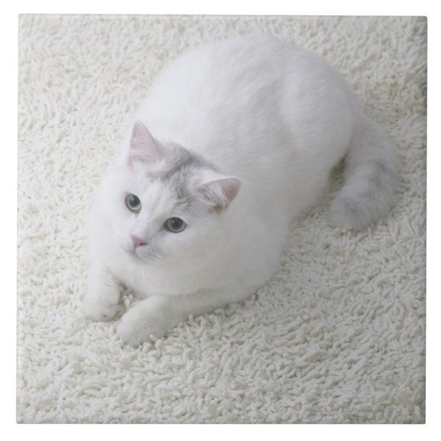 調べている白い猫 タイル (正面)