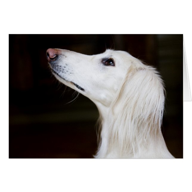 調べるSaluki (正面横)