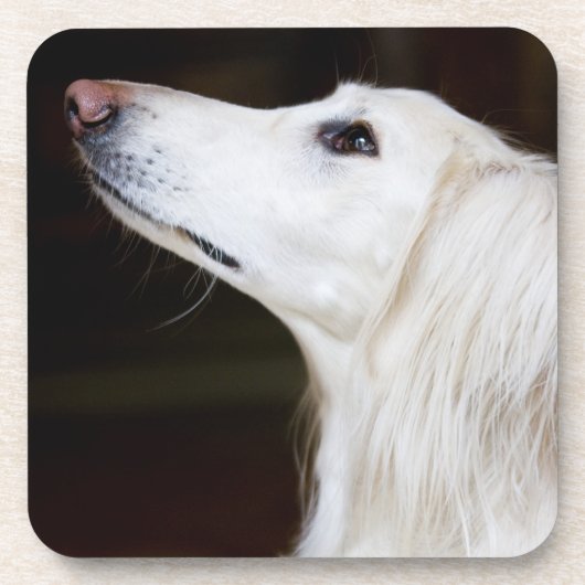 調べるSaluki コースター (正面)