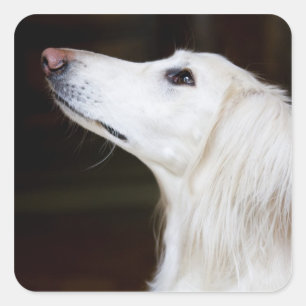 調べるSaluki スクエアシール