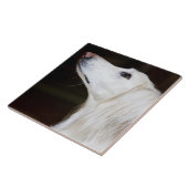 調べるSaluki タイル (側面)