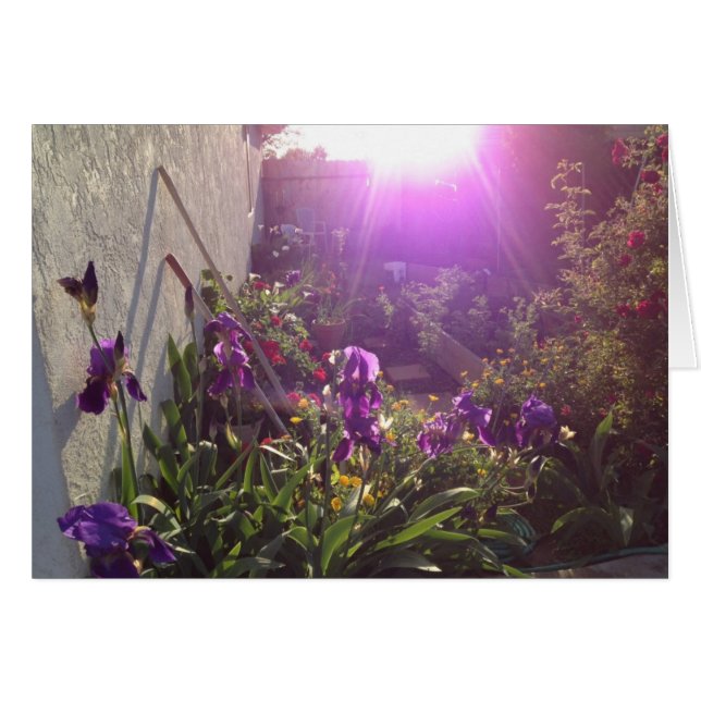 調和によるすみれ色の火 (正面横)