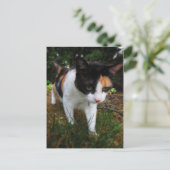 調和、三毛猫 ポストカード (スタンド正面)