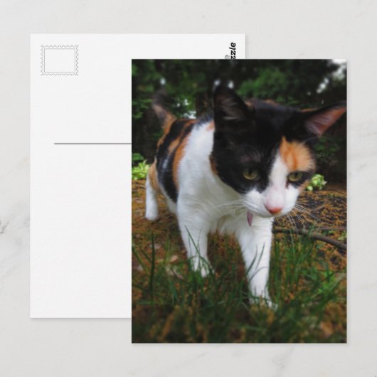 調和、三毛猫 ポストカード (正面/裏面)