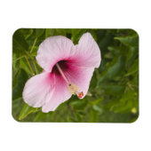 調理師諸島，アティウ。ハイビスカス花。 マグネット (横)