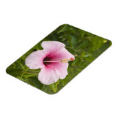 調理師諸島，アティウ。ハイビスカス花。 マグネット (左側)