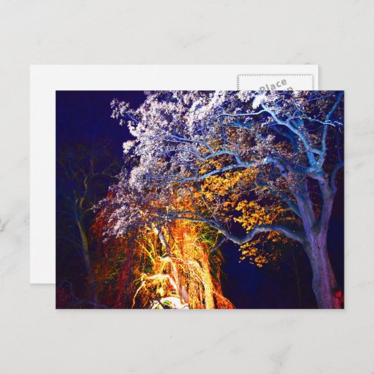 謎の照明木はがき ポストカード (正面/裏面)