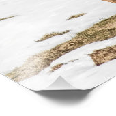 警告を発する白尾の鹿2頭 フォトプリント            (角)