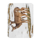 警告を発する白尾の鹿2頭 マグネット (縦)