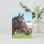 警告アラブ馬はがき ポストカード (スタンド正面)