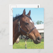 警告アラブ馬はがき ポストカード (正面/裏面)