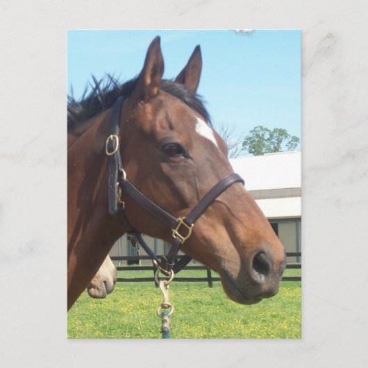 警告アラブ馬はがき ポストカード (正面)