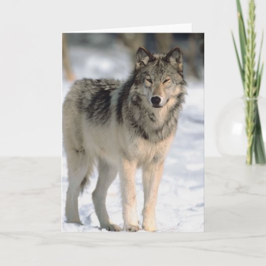 警告オオカミ カード (正面)