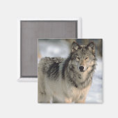 警告オオカミ マグネット (正面/裏面)