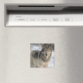 警告オオカミ マグネット (インサイチュ (食洗機))