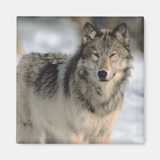 警告オオカミ マグネット (正面)