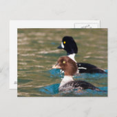 警告ゴールデンアイ ポストカード (正面/裏面)