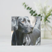 警告ブラックラブラドールルトリバドッグ招待状 招待状 (スタンド正面)