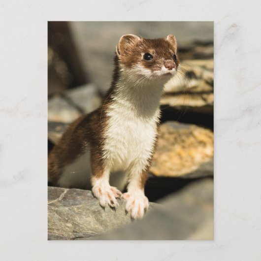 警告ワイゼル ポストカード (正面)