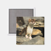 警告ワイゼル マグネット (正面/裏面)