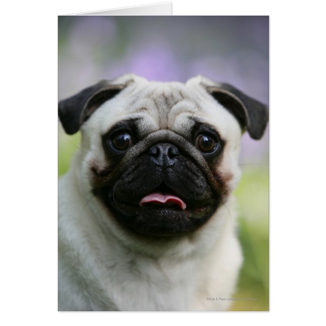 警報の子鹿のパグ (正面)