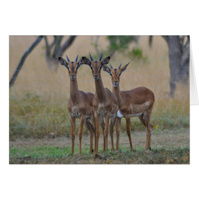 警報-インパラカード (正面横)