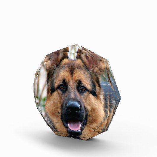 警察犬 フォトブロック (右)