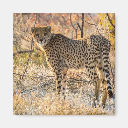 警戒するチーター マグネット (正面)