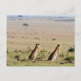 警戒する二頭のチーター ポストカード