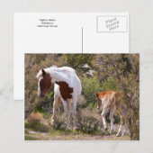 警戒する母親 ポストカード (正面/裏面)