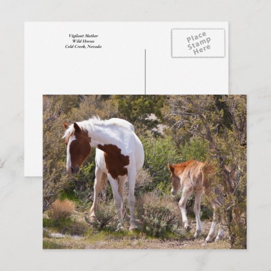 警戒する母親 ポストカード (正面/裏面)