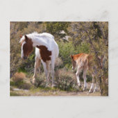 警戒する母親 ポストカード (正面)