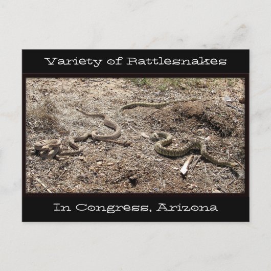 議会のラトルズナークの様々… ポストカード (正面)