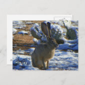 議会ジャックラビット ポストカード (正面/裏面)