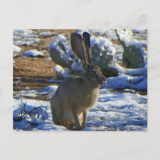 議会ジャックラビット ポストカード (正面)