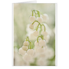 谷のユリによってはスケッチが開花します