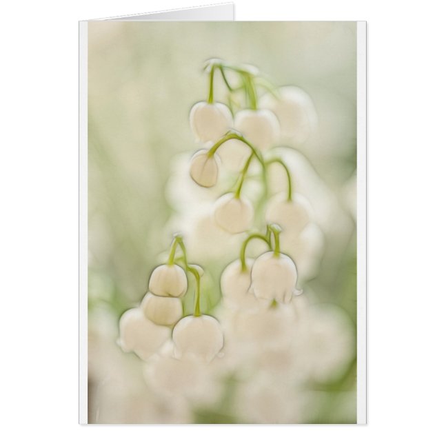 谷のユリによってはスケッチが開花します (正面)