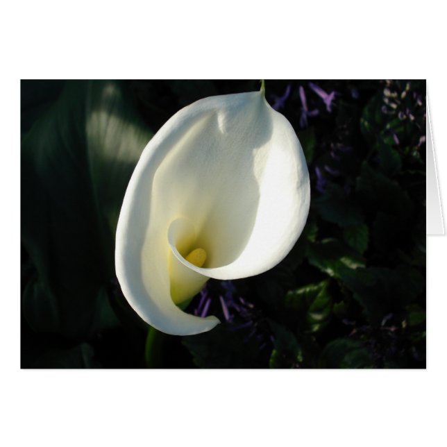 谷のユリ (正面横)