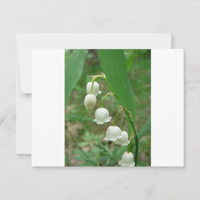 谷のユリ (正面)