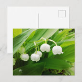 谷のユリ ポストカード (正面/裏面)