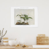 谷の偽のユリまたは野生のユリ ポスター (キッチン)