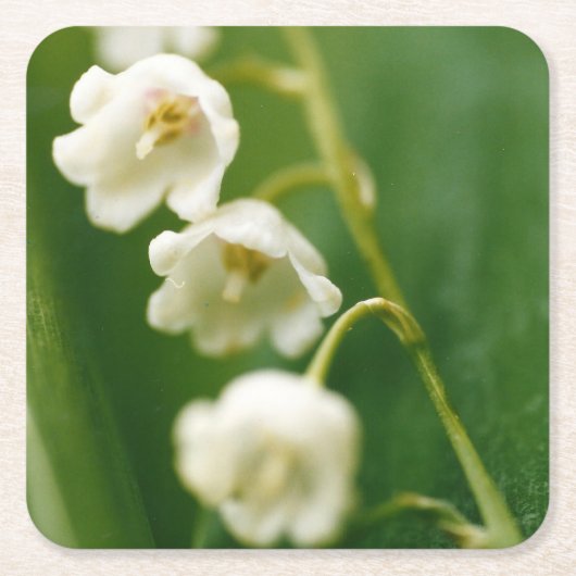 谷の白いユリ(Convallaria majalis) スクエアペーパーコースター (正面)
